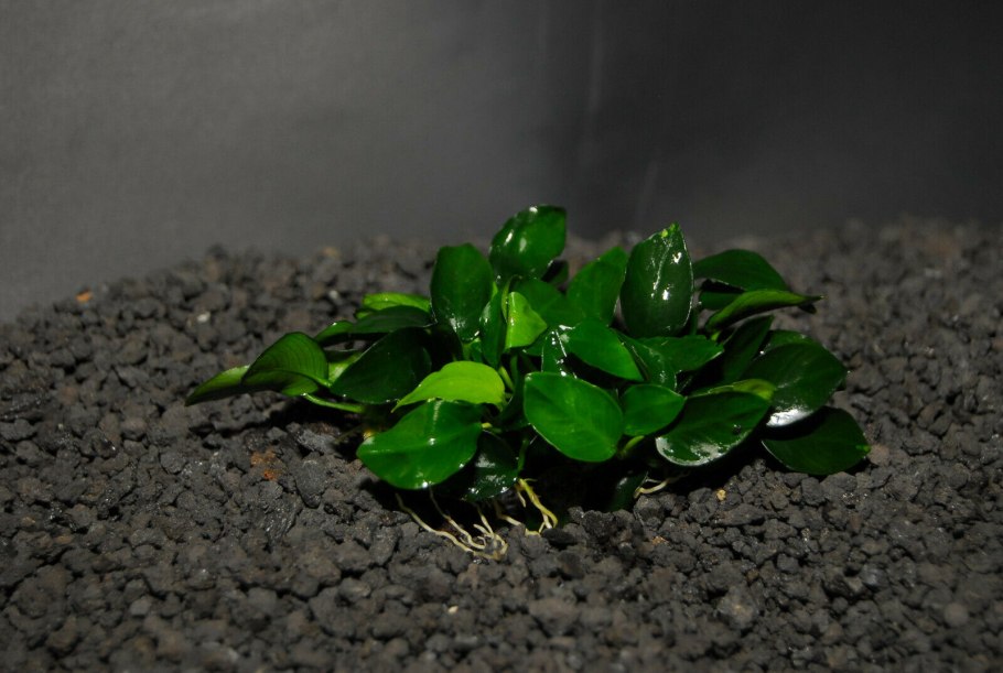 Анубиас Минима