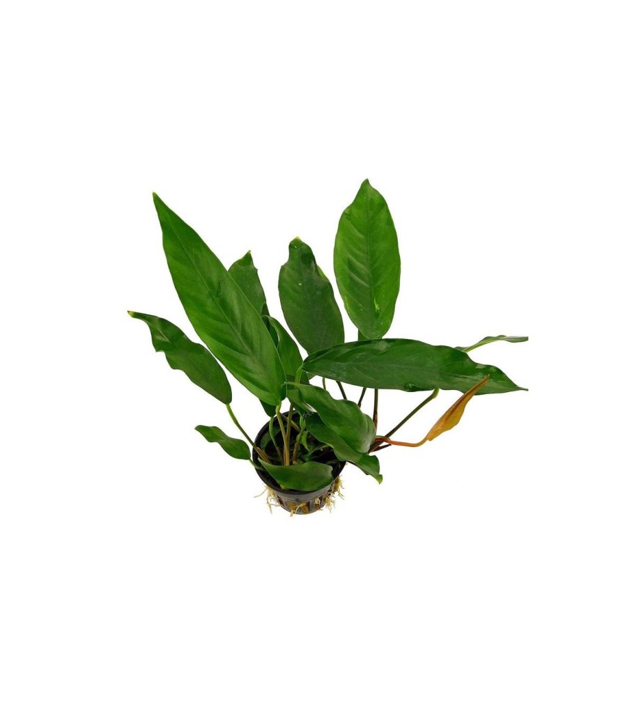 Анубиас бартера