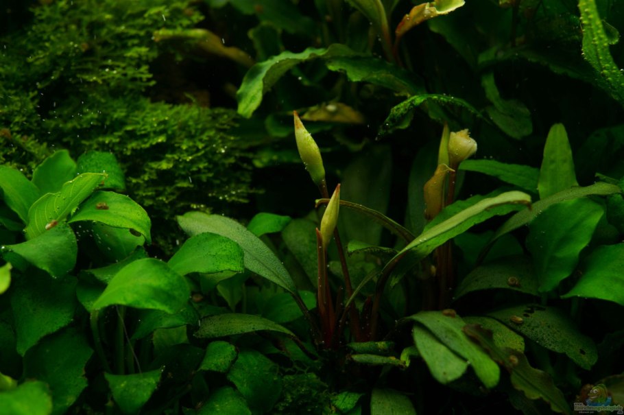 Анубиас Ангустифолия