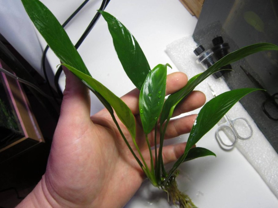 Анубиас ланцетовидный