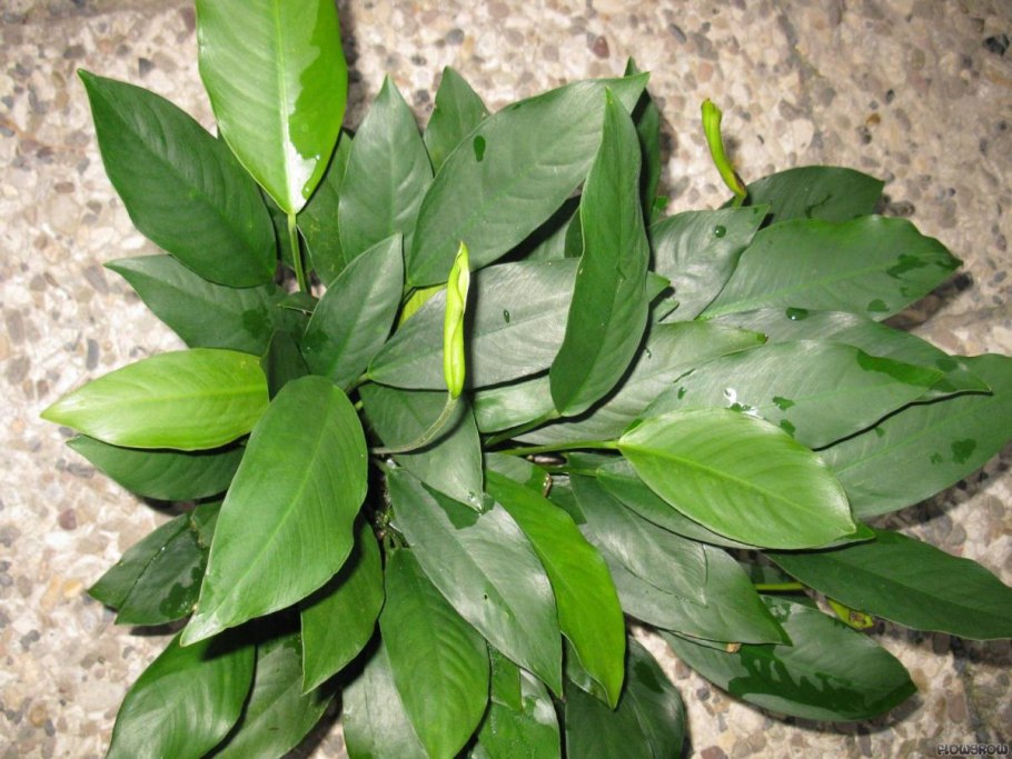 Анубиас бартера карликовый