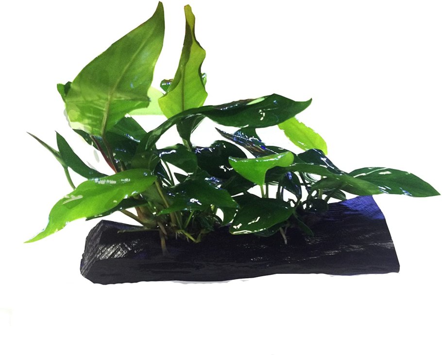 Анубиас кофейнолистный Anubias
