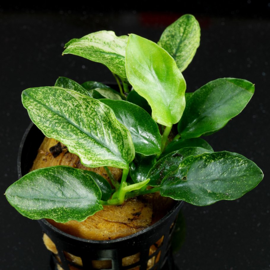 Анубиас аквариумное растение