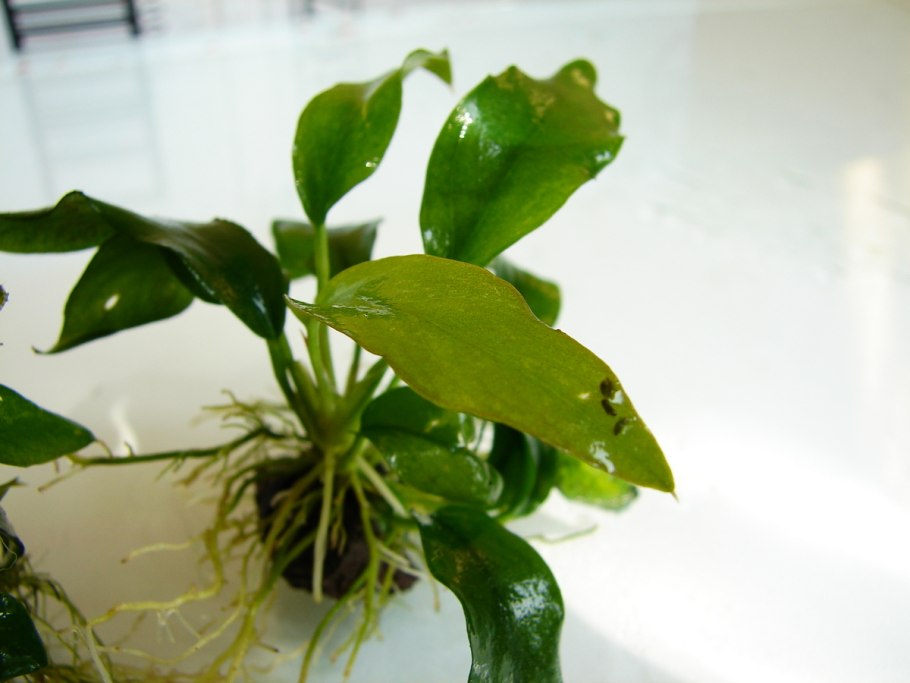 Анубиас ланцетовидный