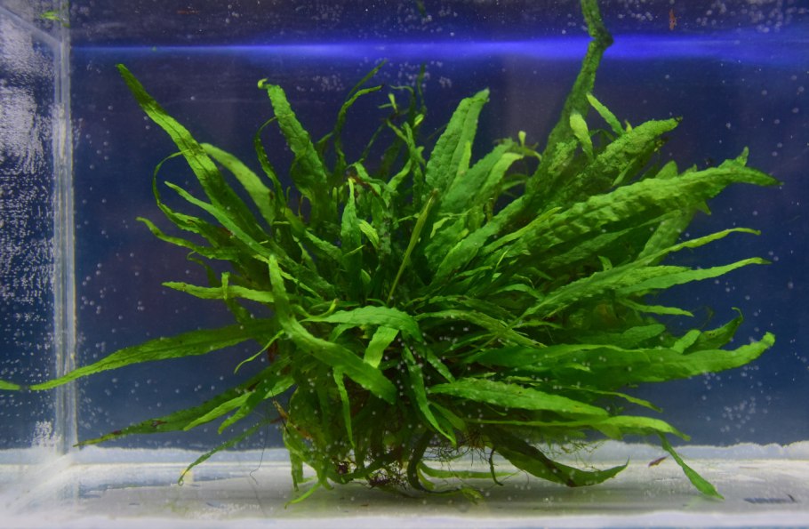 Папоротник таиландский (Microsorum Pteropus)