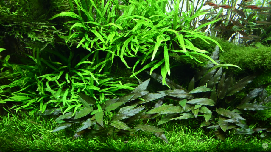 Папоротник таиландский (Microsorum Pteropus)