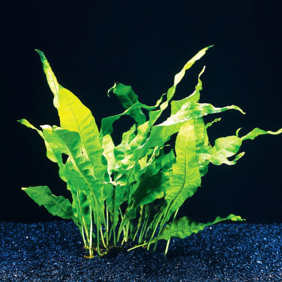 Папоротник Микросорум Тридент