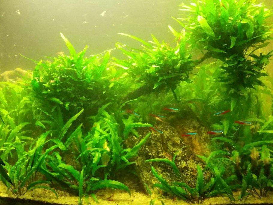 Папоротник тайландский Латифолия