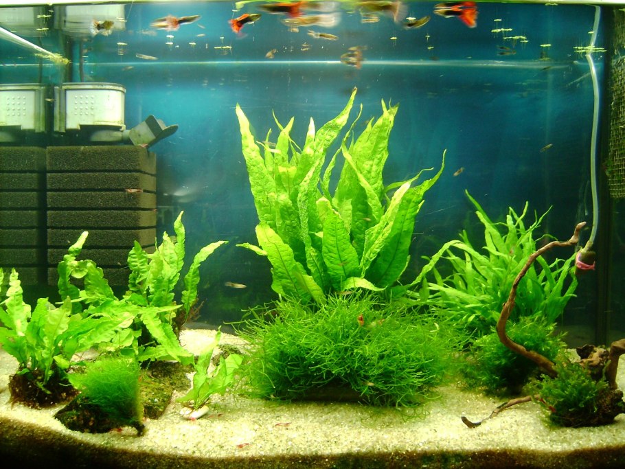 Папоротник таиландский крыловидный