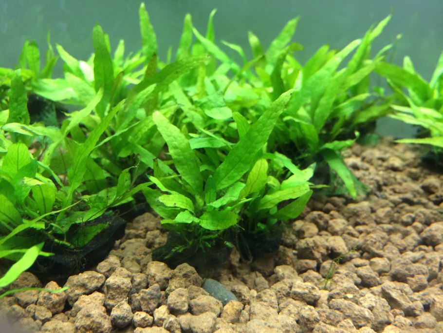 Папоротник Ундулата