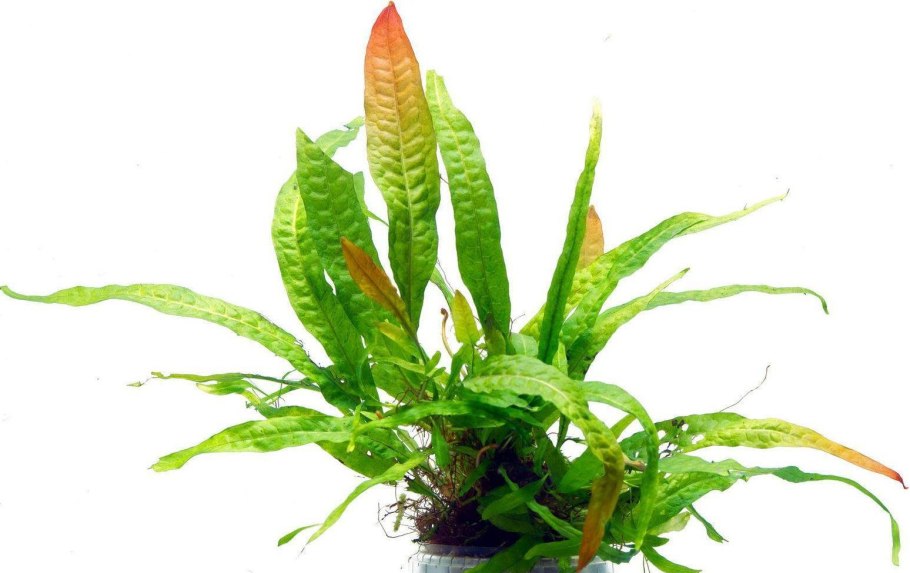 Папоротник Микросорум