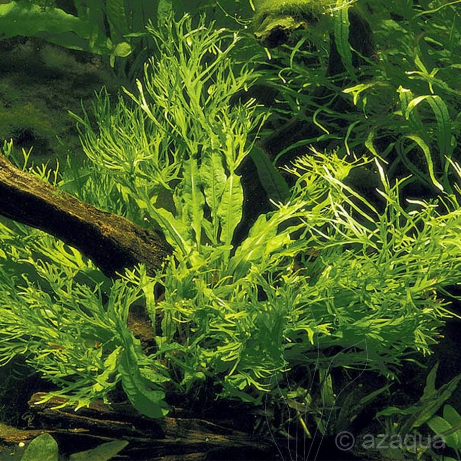 Папоротник Винделова