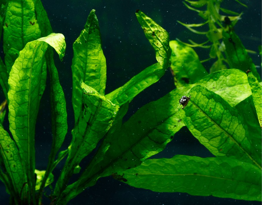 Папоротник таиландский (Microsorum Pteropus)