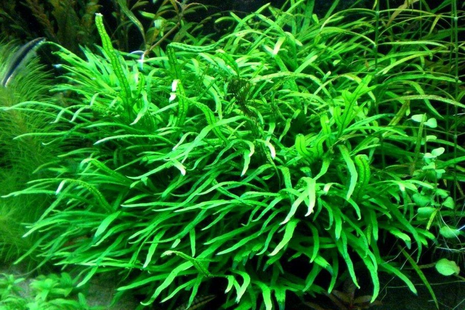 Папоротник таиландский Тридент