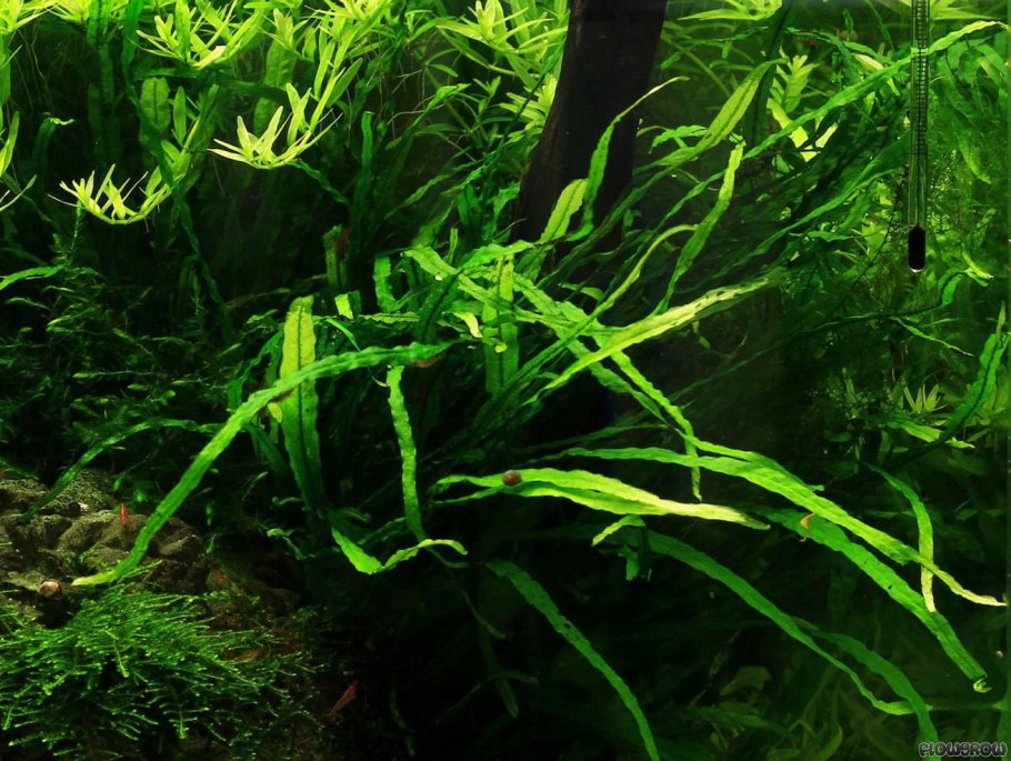 Микросорум крыловидный "винделов"