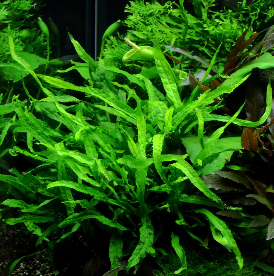 Папоротник таиландский аквариумное