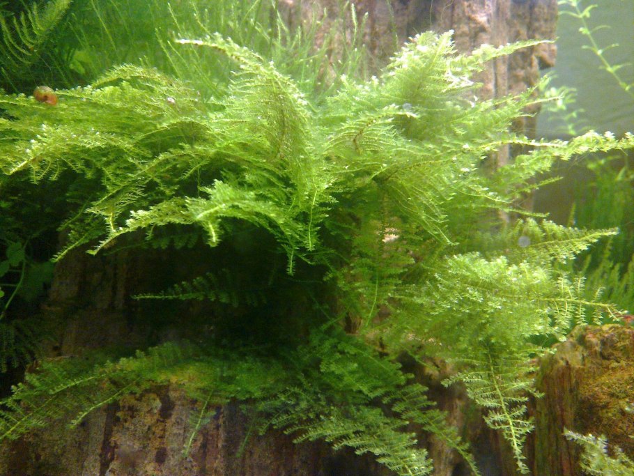 Микросорум таиландский