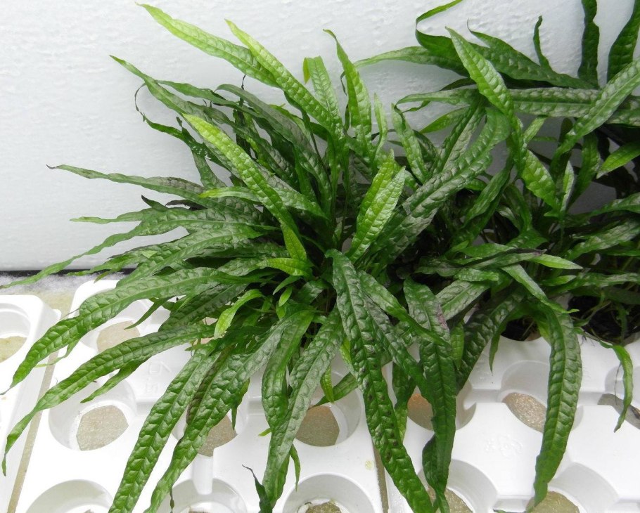 Папоротник Микросорум точечный