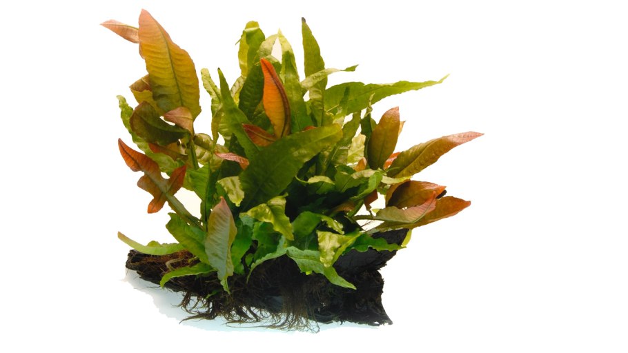 Папоротник микросорум санрайз