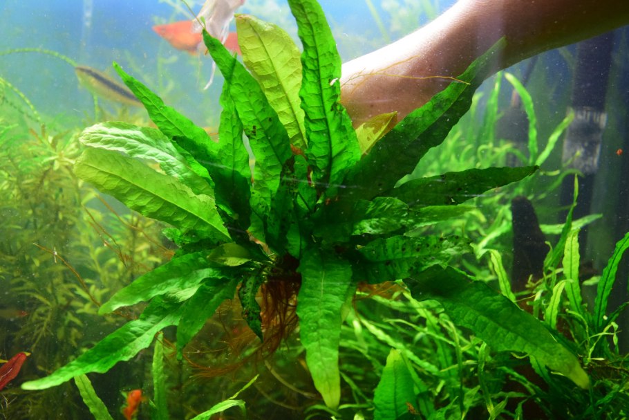 Таиландский папоротник Микрозориум