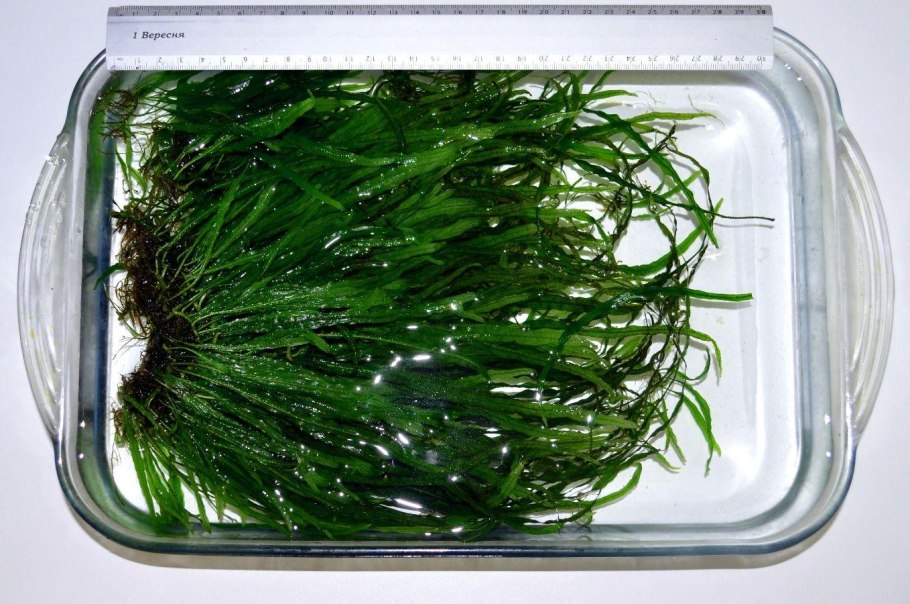 Папоротник таиландский аквариумное