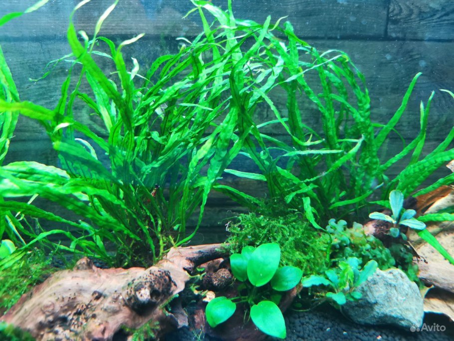 Папоротник крыловидный трезубец