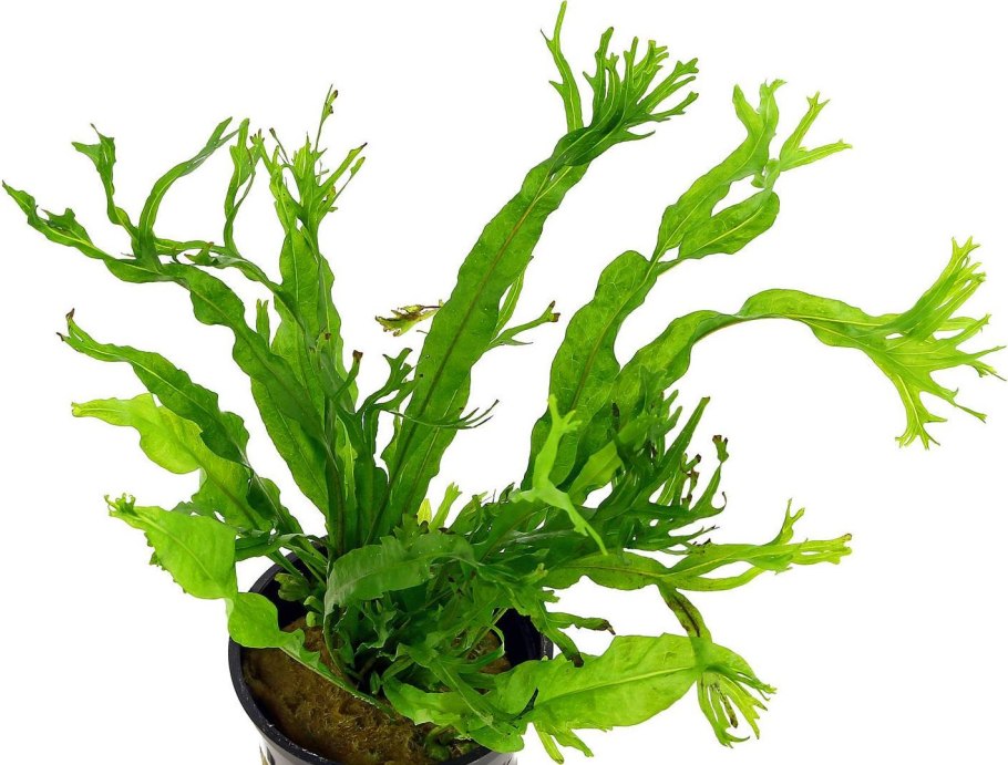 Папоротник таиландский (Microsorum Pteropus)