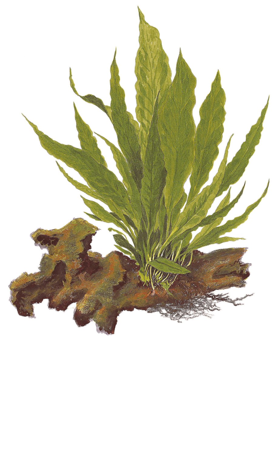 Папоротник таиландский (Microsorum Pteropus)