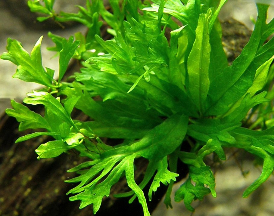 Папоротник таиландский Винделова Microsorum Pteropus Windelov