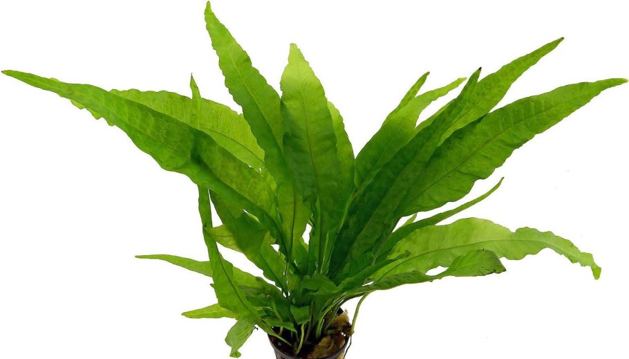 Папоротник таиландский (Microsorum Pteropus)