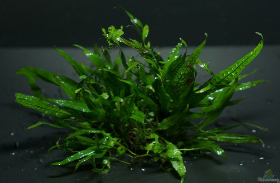 Папоротник Микросорум