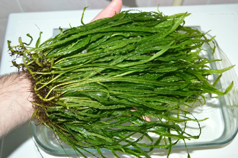 Папоротник Микросорум Тридент