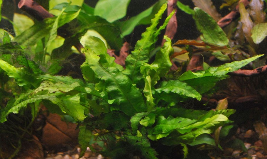 Папоротник узколистный аквариумный