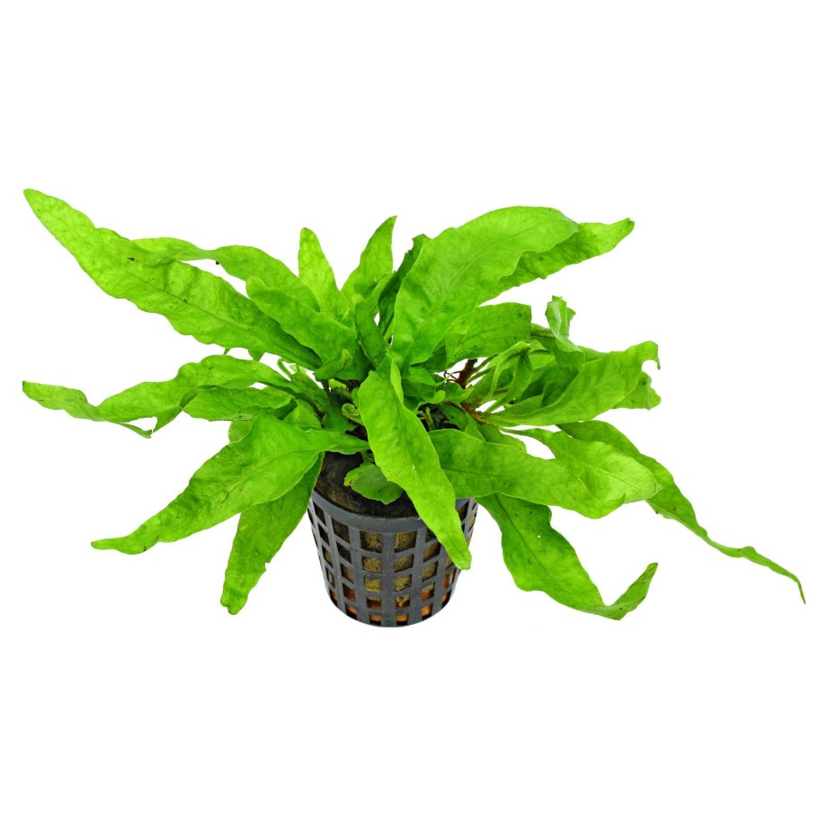 Микросорум птеропус