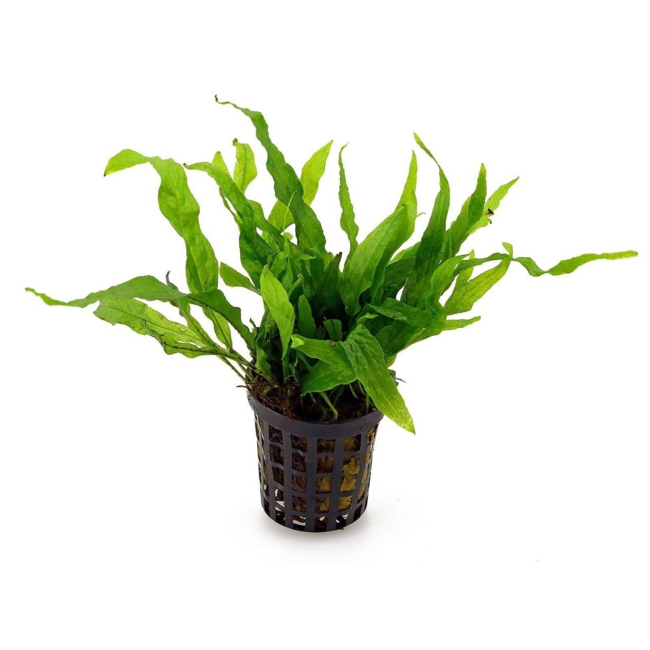 Папоротник узколистный аквариумный