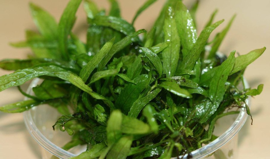 Папоротник винделов (Microsorum «Windelov»)