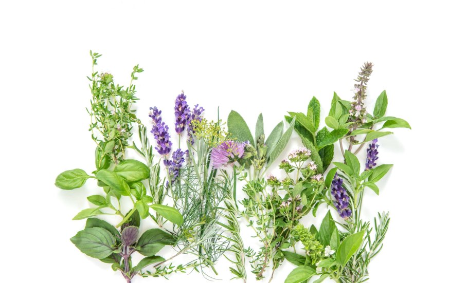 Пряные травы на белом фоне