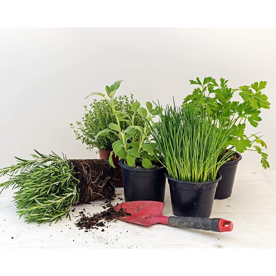 Мята розмарин тимьян шалфей