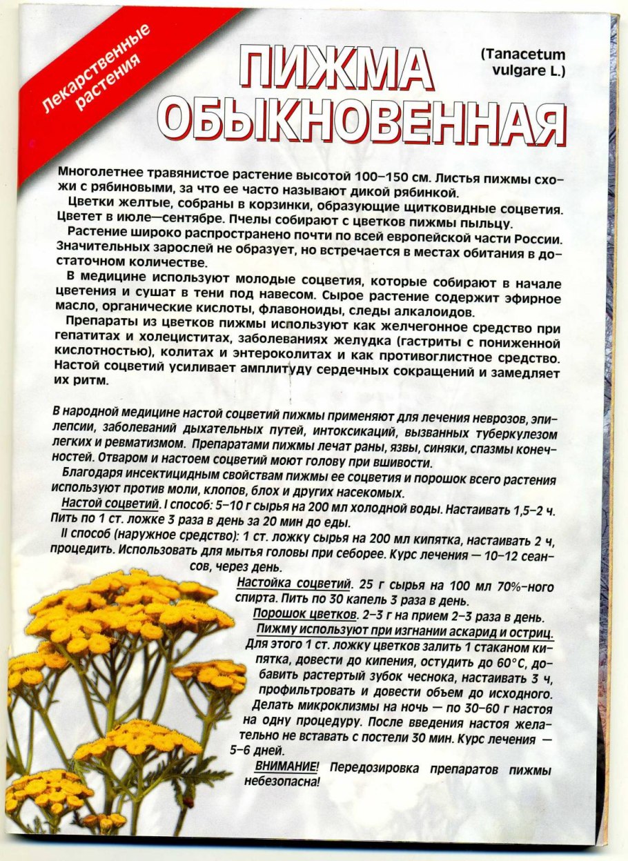 Пижма обыкновенная отвар