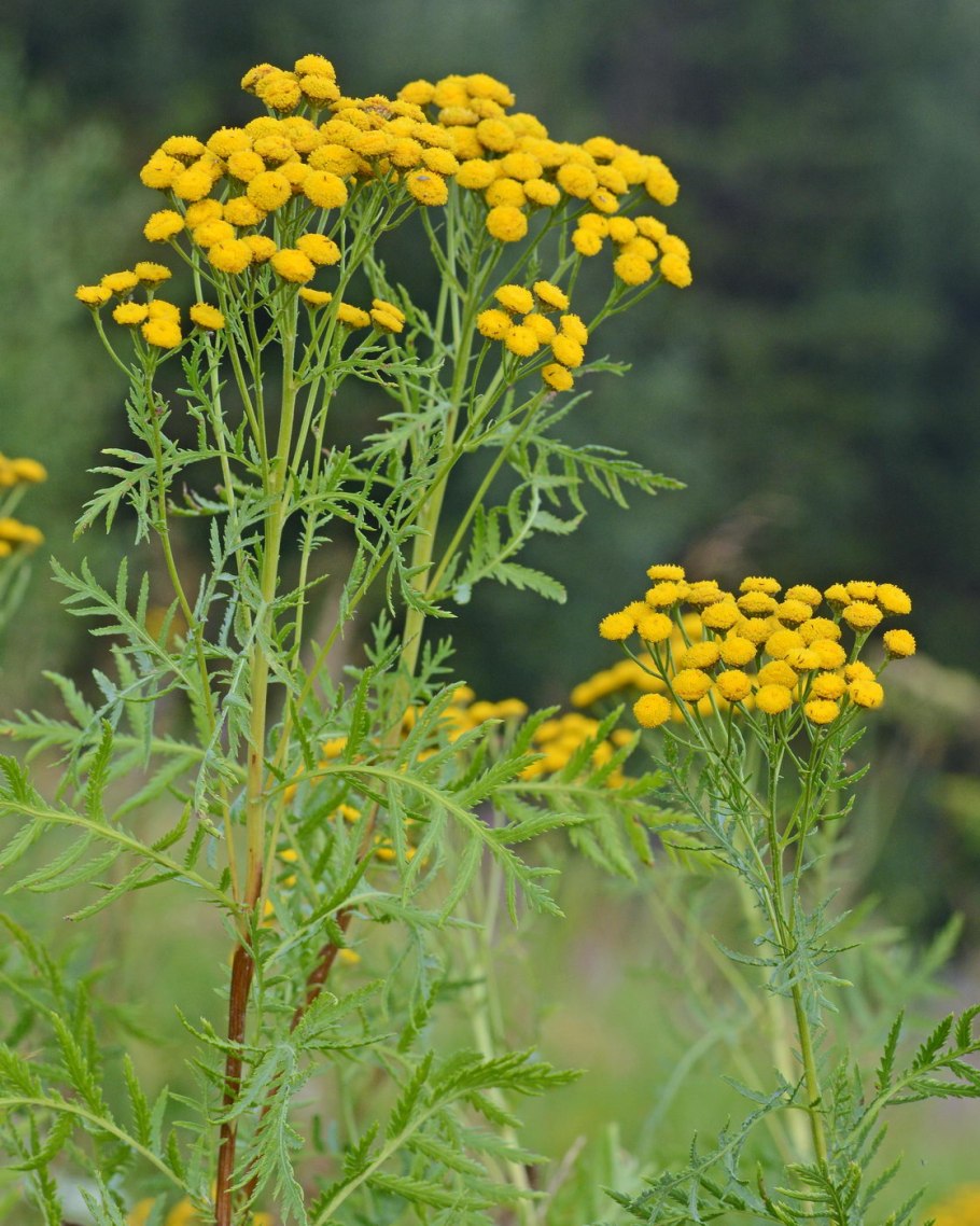 Пижма обыкновенная (Tanacetum vulgare)