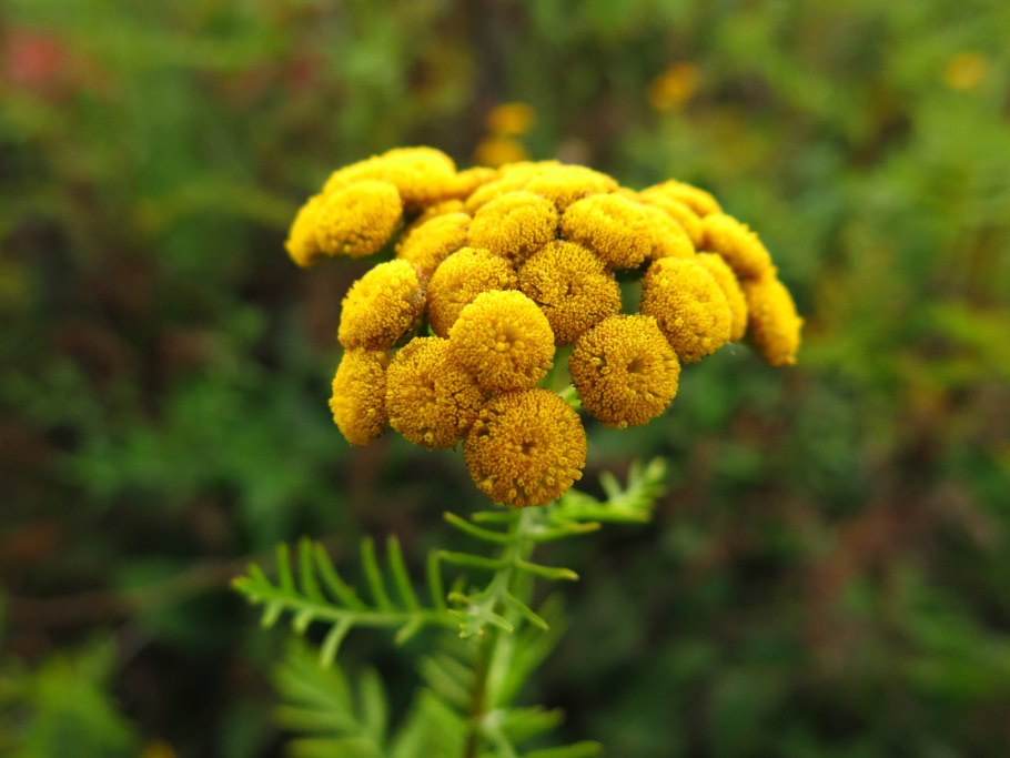 Пижма обыкновенная (Tanacetum vulgare l.)
