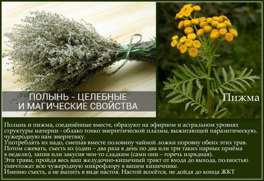 Полынь пижма зверобой