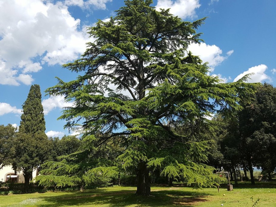 Сибирский кедр (Pinus sibirica du Tour)
