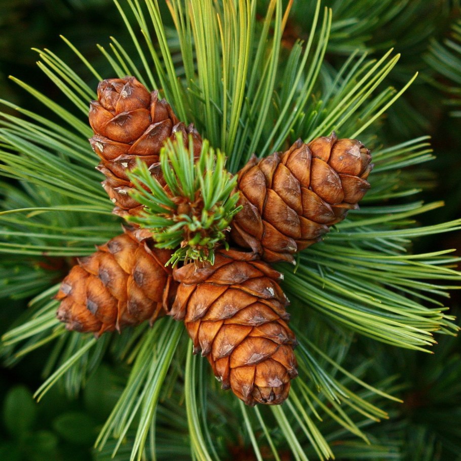 Кедр Сибирский Pinus sibirica
