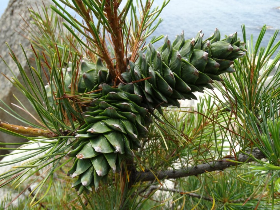 Орех Кедровый (Pinus sibirica du Tour)