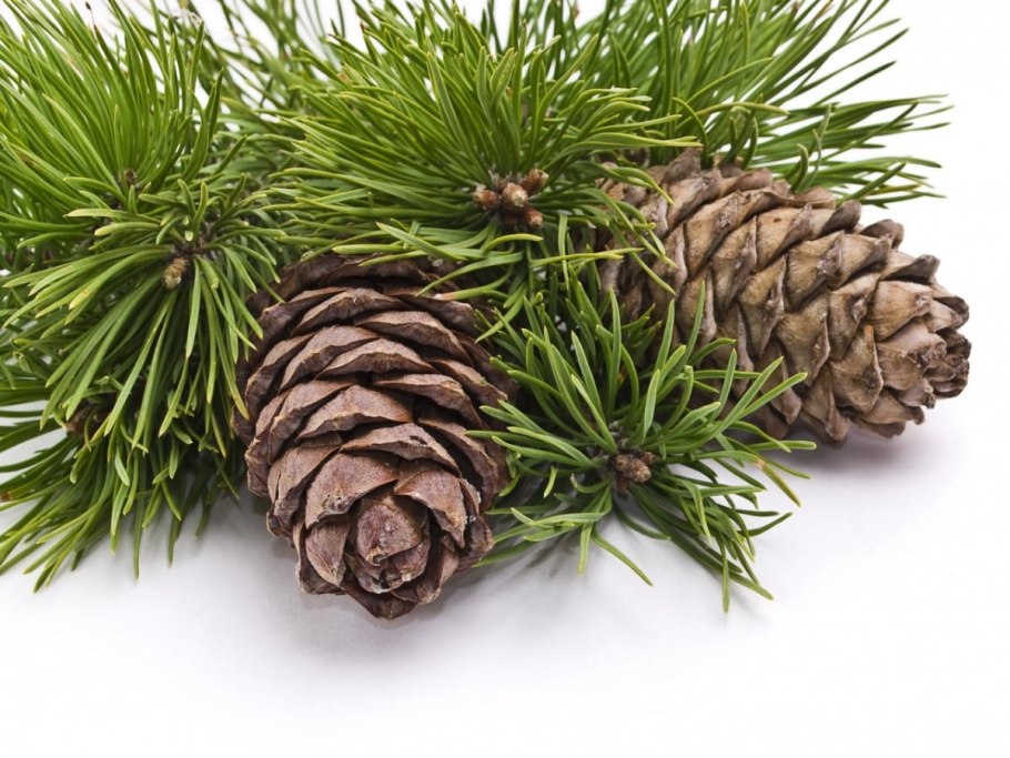 Сибирский кедр (Pinus sibirica du Tour)