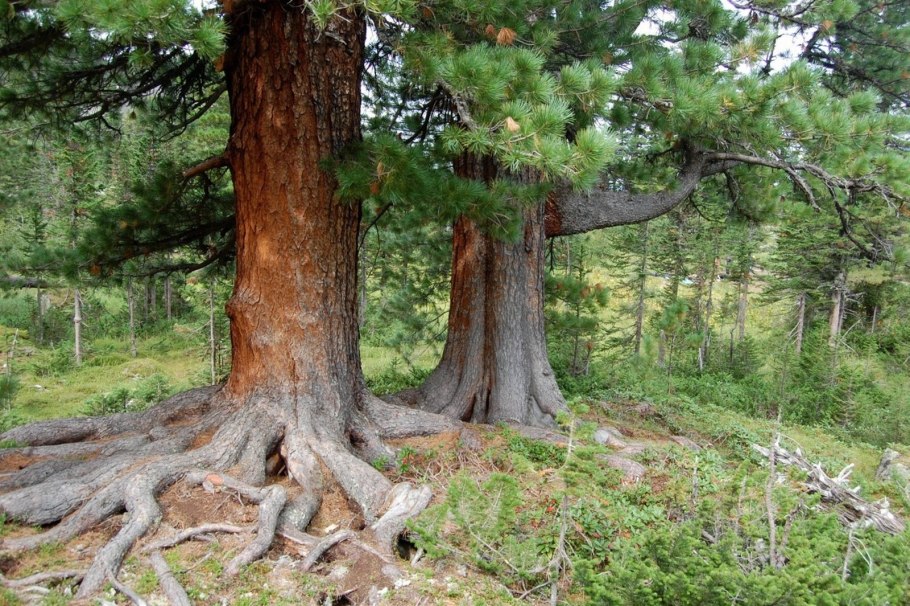 Сосна Сибирская Кедровая Pinus sibirica du Tour