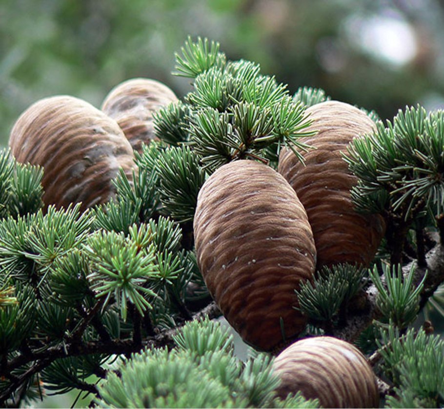 Сибирский кедр (Pinus sibirica du Tour)
