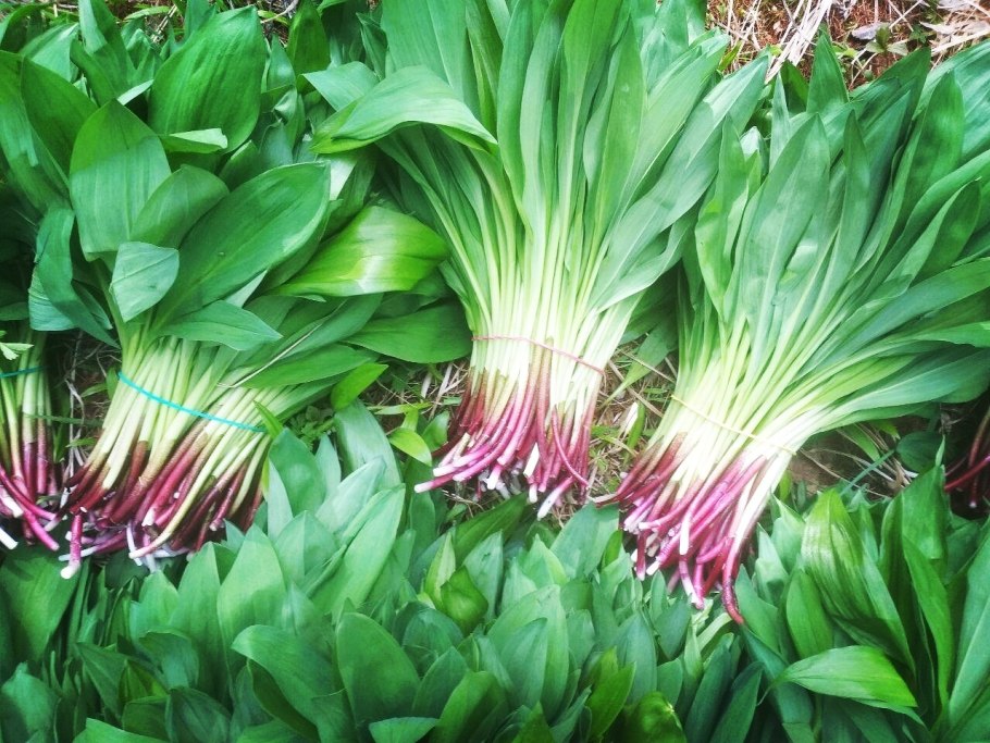 Лук порей плодоножка