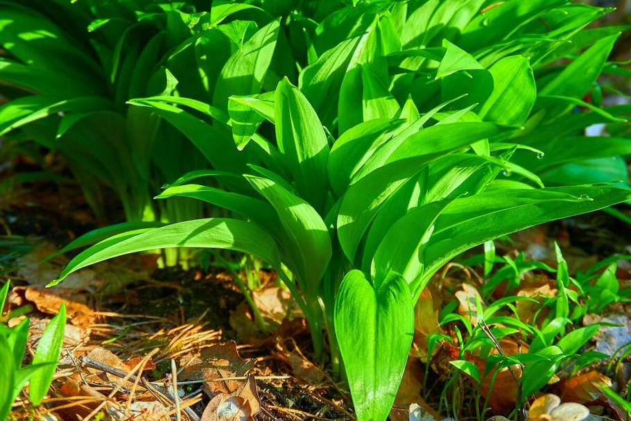 Черемша вкус